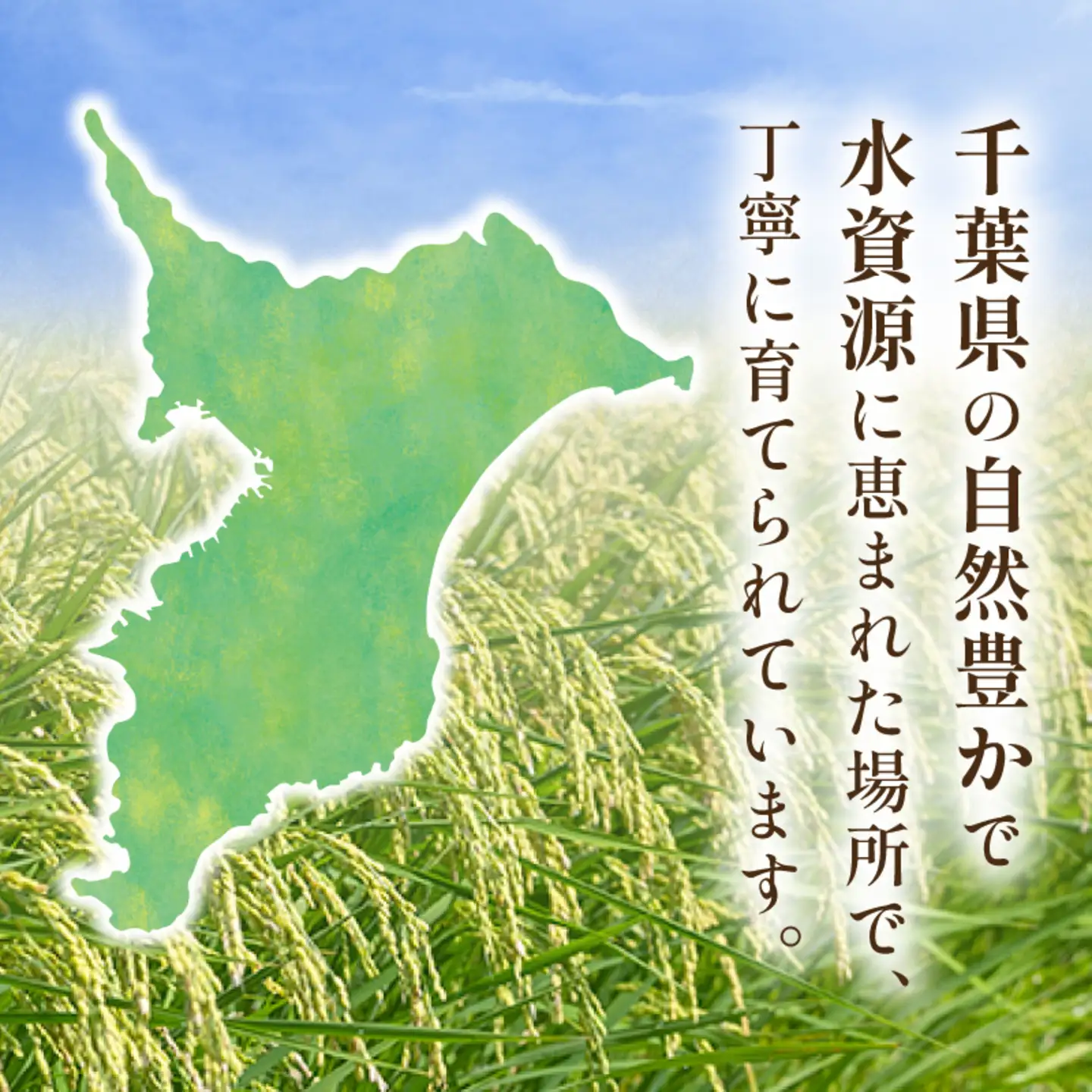 令和8年産 米 コシヒカリ 5kg 【お米】