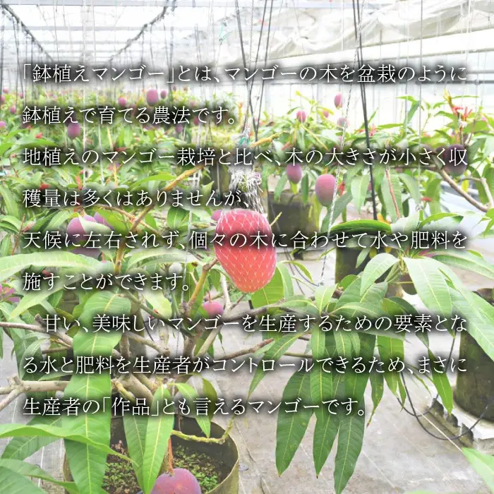 ＜宮崎県産 完熟マンゴー｢紡｣ (約300g～約350g 2個もしくは約260g～約300g 3個)＞ 果物 フルーツ マンゴー くだもの 特産品 完熟 国産 宮崎県 高鍋町【冷蔵】