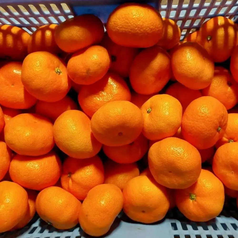 大津みかん（5kg）※12月中旬～下旬発送