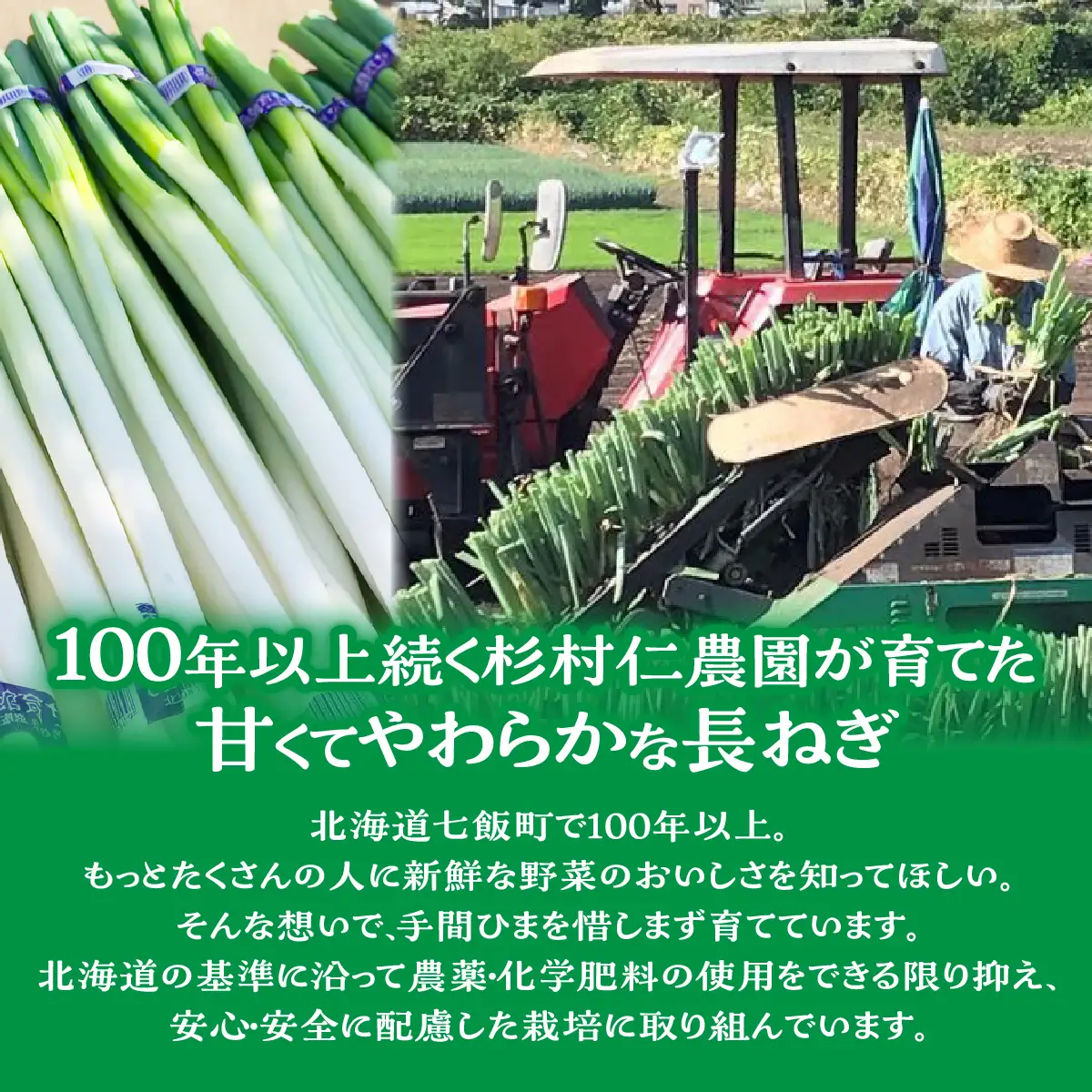 北海道 七飯町産 杉村仁農園の甘くてやわらかい長ネギ 5kg NACA001