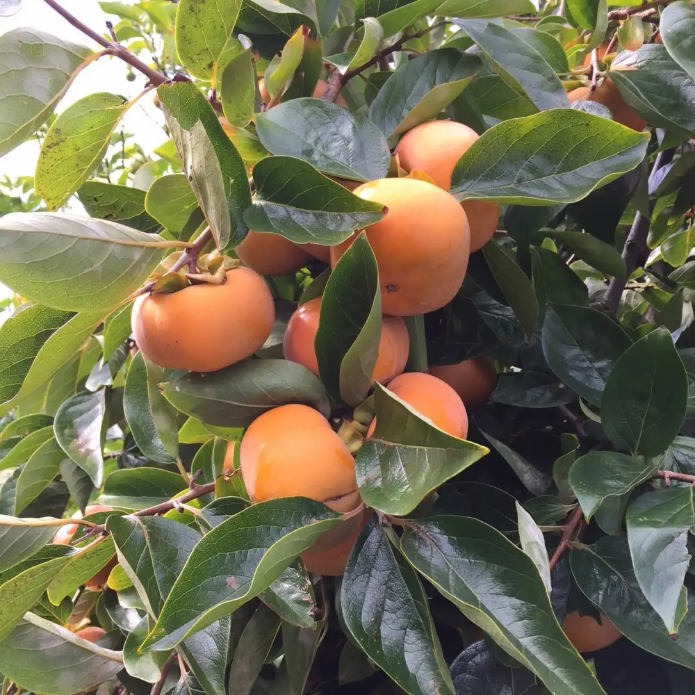 ［産地直送］和歌山県産 柿 約2.5kg 11玉～12玉 秀品［US67］