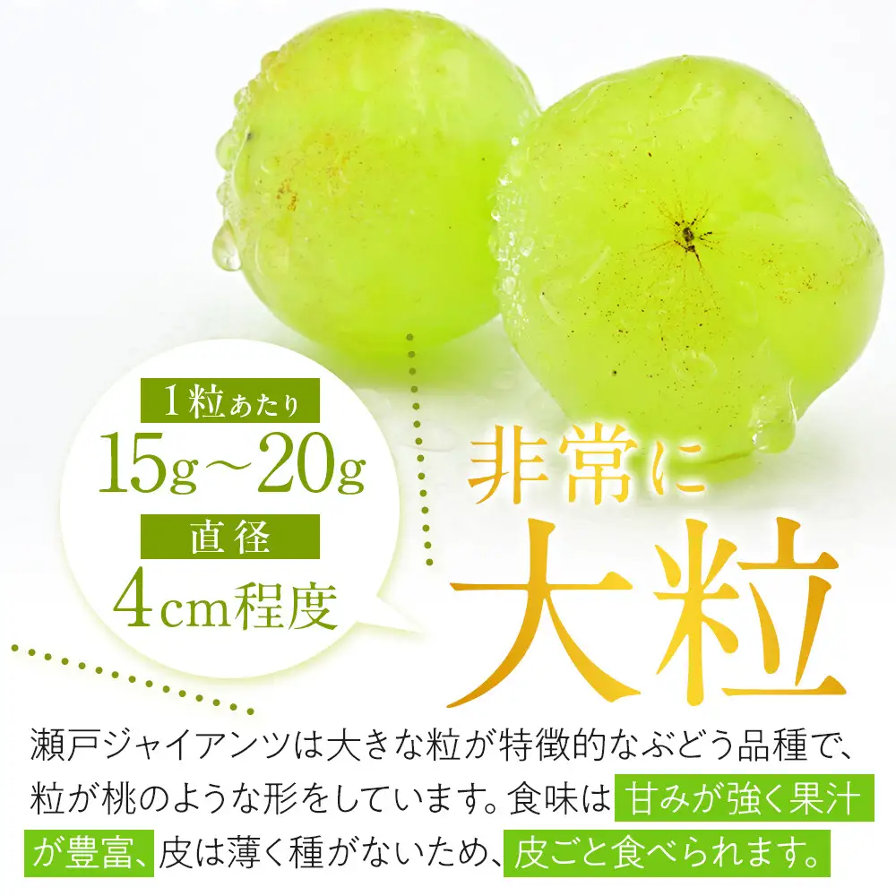 【先行予約】角田市産ぶどう【瀬戸ジャイアンツ】1房（約500g）【2026年9月末より順次発送】