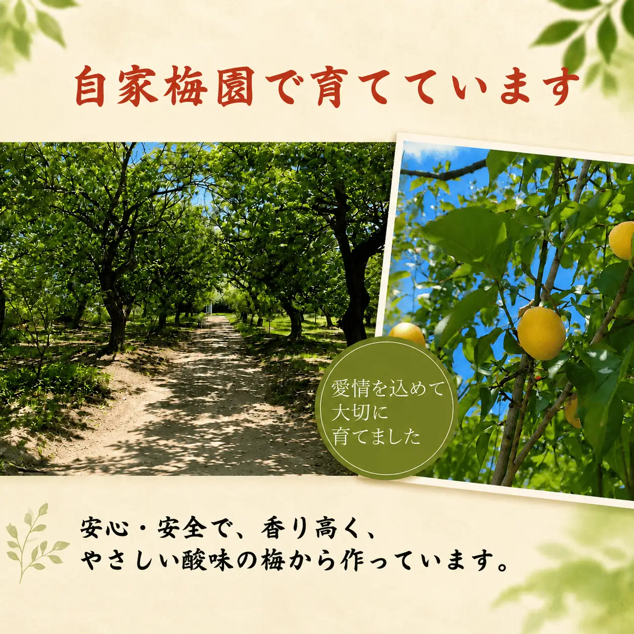 梅干し 塩分8％ 900g （450g×2パック）