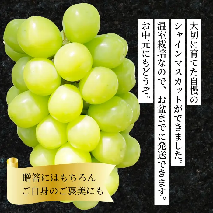 【先行受付】シャインマスカット 家庭用 1.1kg ぶどう ブドウ 果物 フルーツ 広島県 三原市 お中元 ギフト 249001