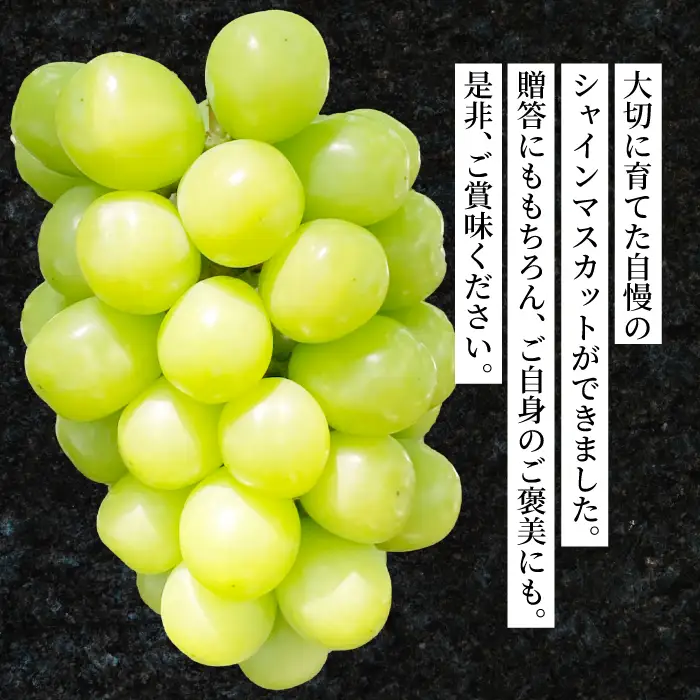 【2027年先行受付】シャインマスカット 大粒 1.1kg ぶどう ブドウ 果物 フルーツ 広島県 三原市 ギフト 249002