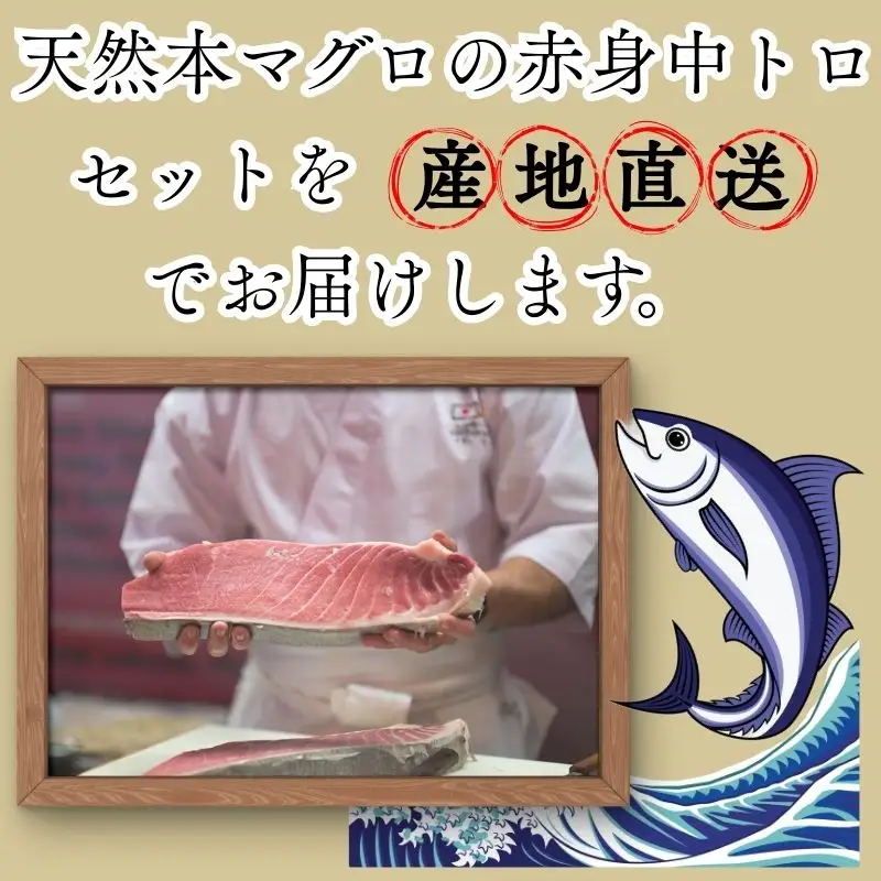 【9月上旬から順次発送】本マグロ 赤身 2柵 中トロ 1柵 セット