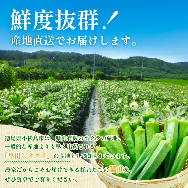 【6月下旬から発送】オクラ 500g 新鮮 朝採れ 選べる 容量 小分け おくら 朝どれ 野菜 夏 夏野菜 旬 サラダ 冷蔵 農地直送 国産 小松島市 