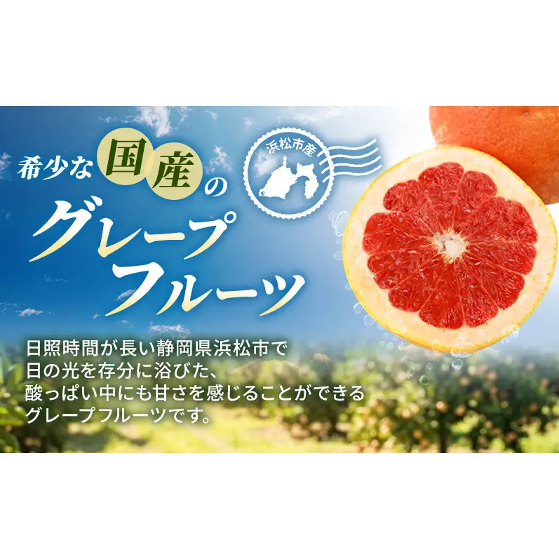 【2027年4月上旬より順次発送】【訳あり】静岡県浜松市産グレープフルーツ 約2.5kg（5～12個） 果物 くだもの フルーツ 果物類 柑橘類 旬のフルーツ 季節の果物 静岡 浜松市