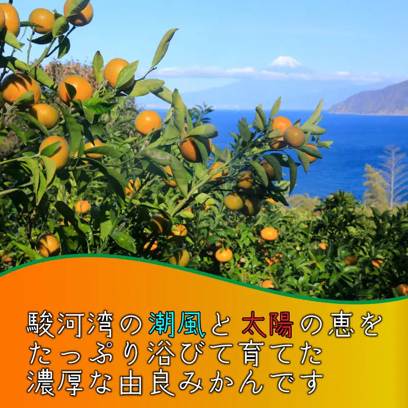 極早生 由良みかん 約 5kg 訳あり みかん