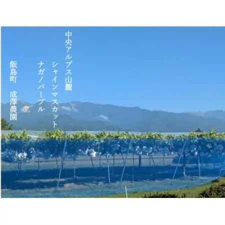 中央アルプス山麓のナガノパープル　約1kg【配送不可地域：離島】【1757565】