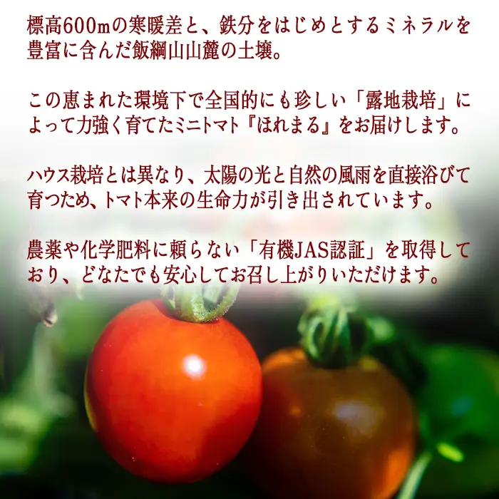[ クール便 / 冷蔵便 ] 【 NAO's FARM 】 ミニトマト ほれまる 1kg 2026年8月上旬頃から2026年9月上旬頃まで順次発送予定 令和8年度収穫分沖縄県配送不可 株式会社みみずや 元サッカー日本代表 石川直宏 ほれまる 信州 野菜 甘い ミニトマト 産地直送 長野 予約 長野県 飯綱町 [2134]