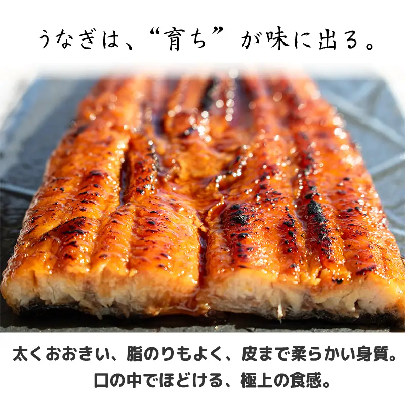 限定 国産 鰻 土佐はちきん うなぎ 蒲焼き きざみ 100g（100g × 1袋） | 特上 極上 めす 贈答 南国市