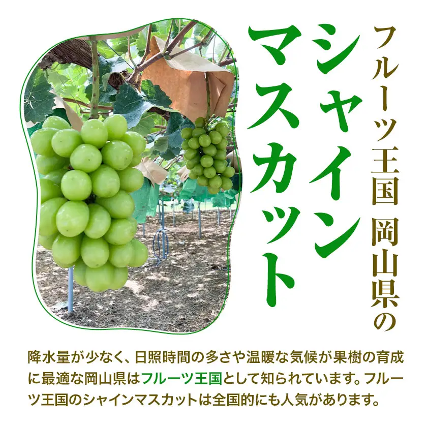 贈答用 フルーツ王国 岡山県産 シャインマスカット 化粧箱入り 3房 前後