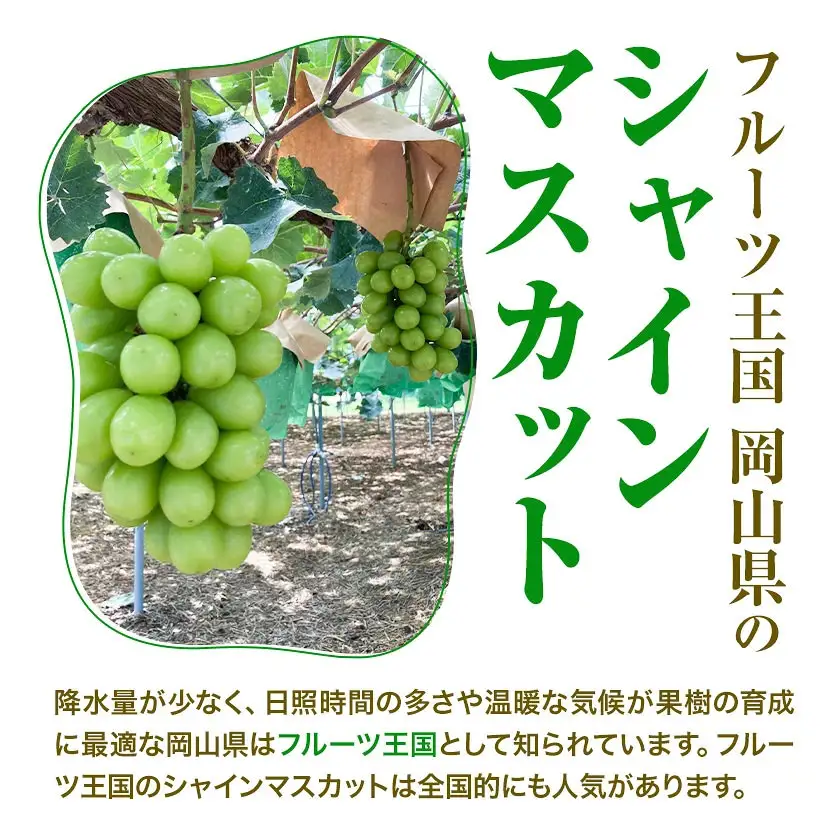 訳あり フルーツ王国 岡山県産 シャインマスカット 化粧箱入り 2kg 3房～4房前後