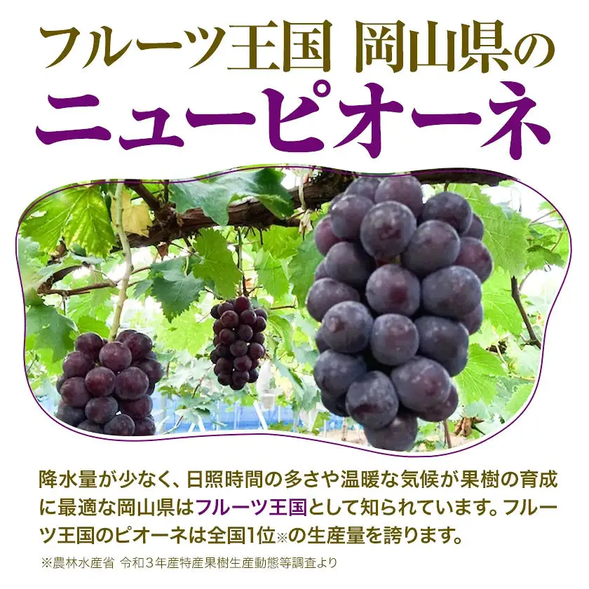 ご家庭用 フルーツ王国 岡山県産 ニューピオーネ 化粧箱入り 3房 ～ ４房 2kg