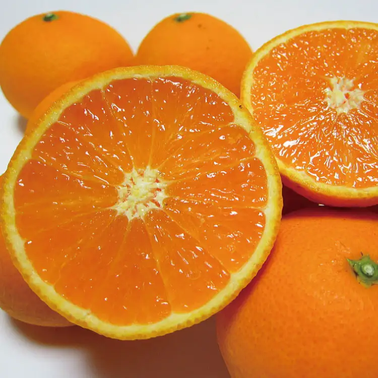 特撰　清見オレンジ 2kg+200g(補償分)【2027年2月下旬～5月上旬頃に順次発送予定】【ard238A】