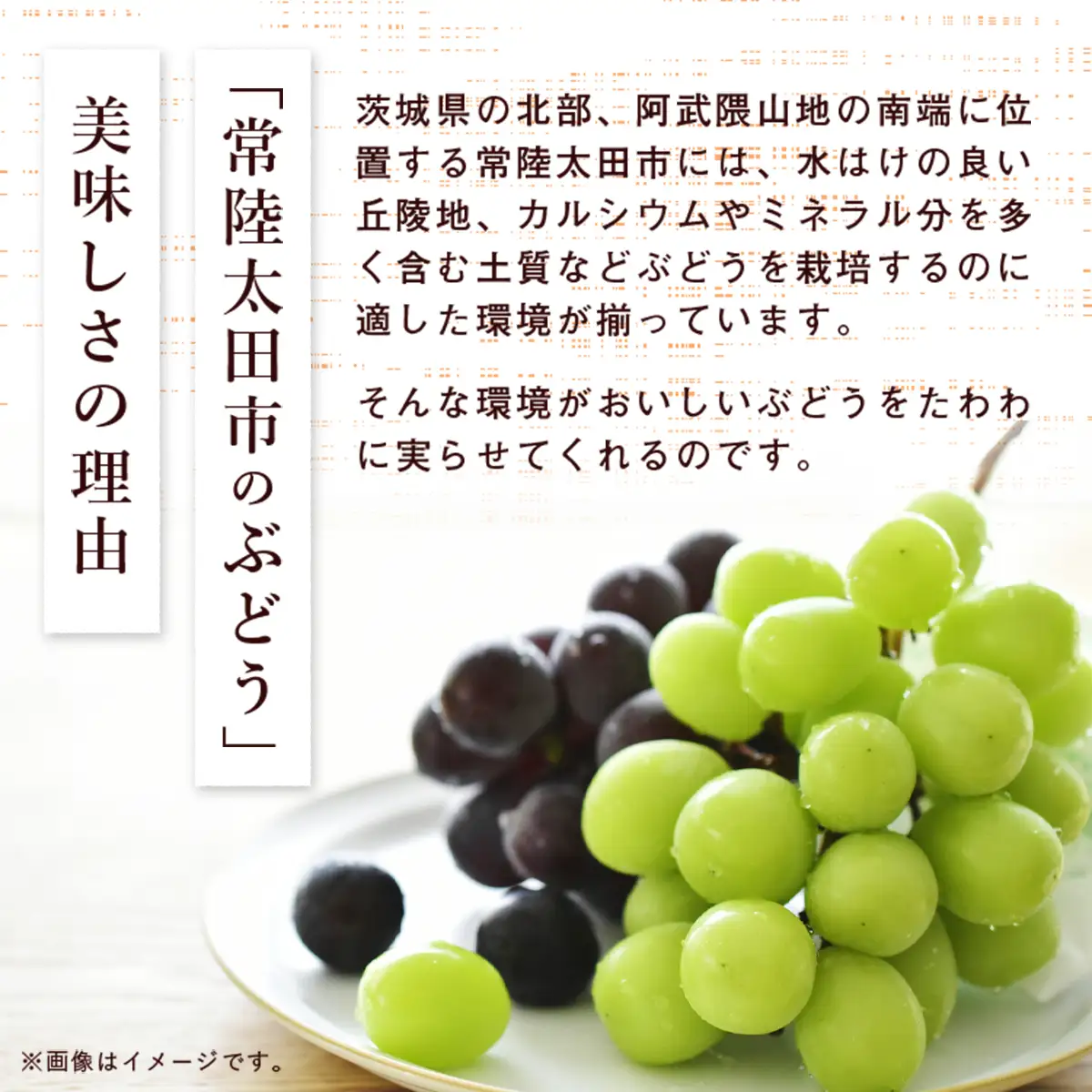 ブラックシャインマスカット 希少品種！ 富士の輝 1房 800g以上 先行予約 数量限定｜ブラックシャインマスカット