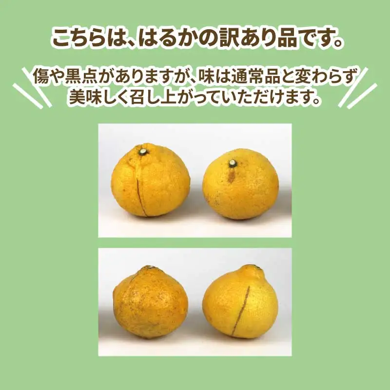訳あり はるか 約 5㎏ スーパー山田屋 はるか B010-198007