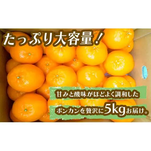 【早期予約開始】 1月中旬より順次発送 ポンカン 立目 秀品 贈答用 5kg L サイズ 冬 フルーツ 果物 立目産 ブランド 柑橘 2026年 収穫分 蜜柑 みかん ギフト 贈答 プレゼント 高知県 須崎市 TMS003