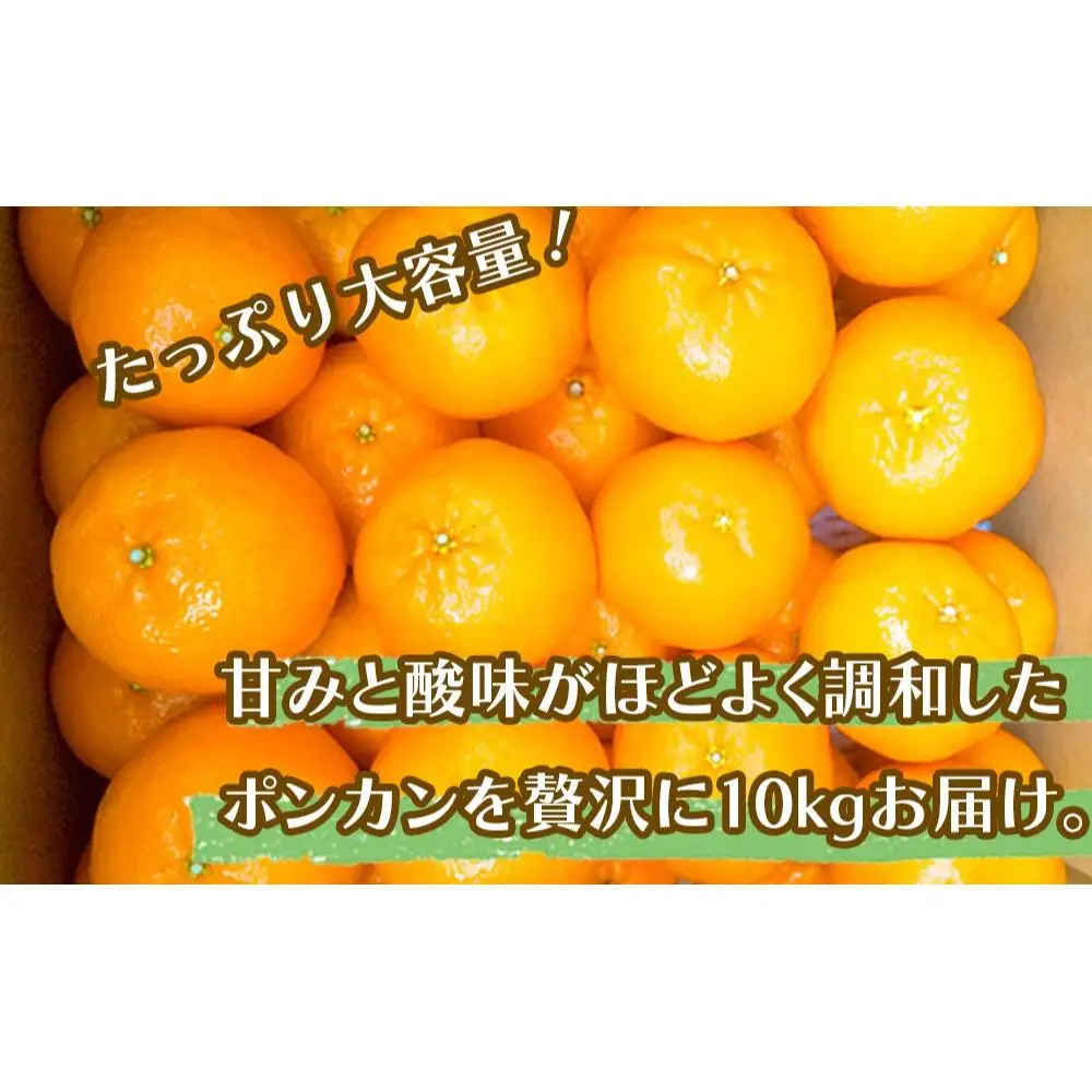 【早期予約開始】 1月中旬より順次発送 ポンカン 訳あり 10kg サイズ混合 家庭用 立目 ブランド 果物 フルーツ 冬 柑橘 2026年 収穫分 みかん 蜜柑 デザート 高知県 須崎市 TMS005