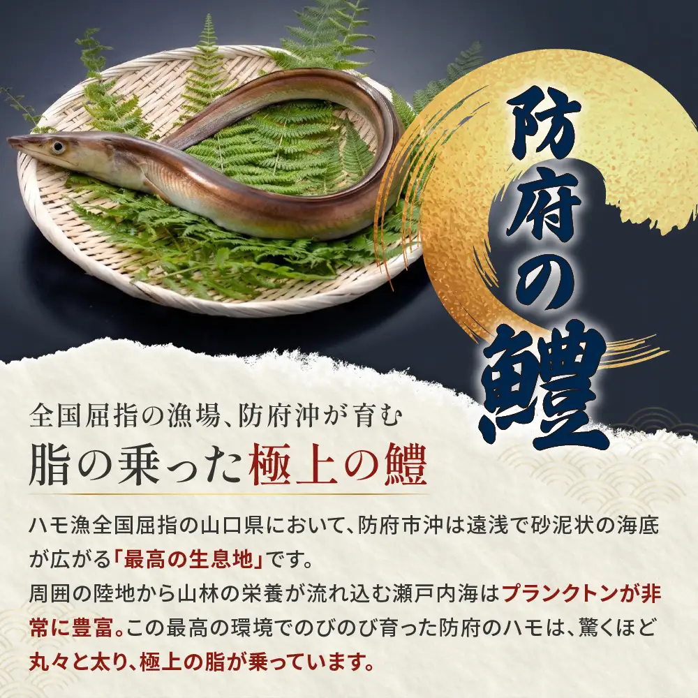 防府産 冷凍西京はも(骨切り済切り身)300g 山口県漁業協同組合 吉佐支店 山口県 防府市 O-F28 はも 鱧 骨切り 急速冷凍 切り身 国産 山口 防府 ハモしゃぶ 湯引き 天ぷら 高級魚