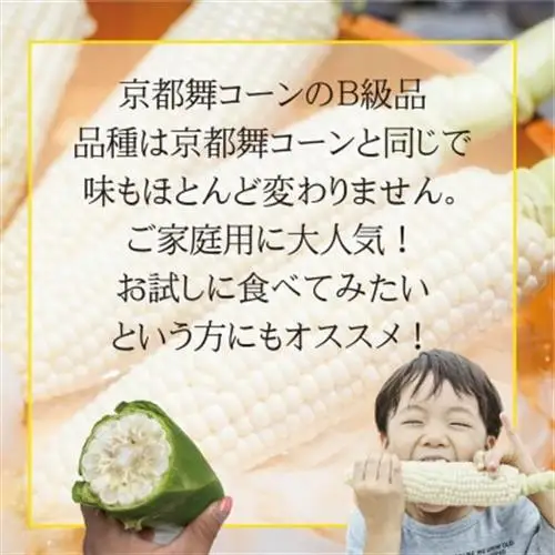 【ロックファーム京都】しこみちゃん 京都舞コーンのB級品(ホワイトコーン)　白いトウモロコシ【配送不可地域：離島・北海道・沖縄県・東北】【1757004】