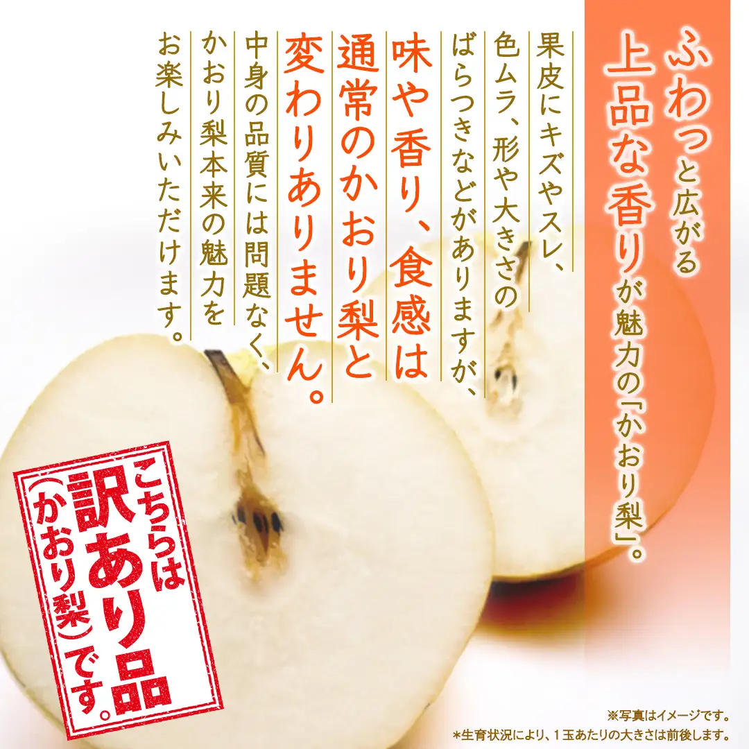 ＜ 訳あり ＞ かおり 約5kg 【2026年9月より発送開始】（茨城県共通返礼品 [梨]：大子町産）
