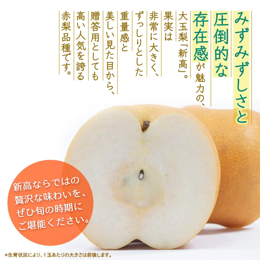 新高 約3kg 【2026年10月より発送開始】（茨城県共通返礼品 [梨]：大子町産）