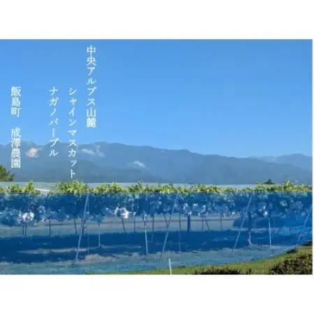 中央アルプス山麓のシャインマスカット　約1kg【配送不可地域：離島】【1757562】