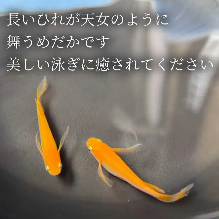 楊貴妃 5匹 めだか メダカ 飼育 生体 観賞魚 魚 ペット おまかせ ミックス おすすめ 水槽 インテリア 生物 鑑賞 熱帯魚 アクアリウム 熱帯 淡水魚 243014
