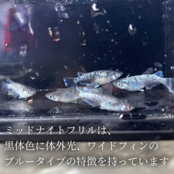 ミッドナイトフリル 4匹 めだか メダカ 飼育 生体 観賞魚 魚 ペット おまかせ ミックス おすすめ 水槽 インテリア 生物 鑑賞 熱帯魚 アクアリウム 熱帯 淡水魚 243016