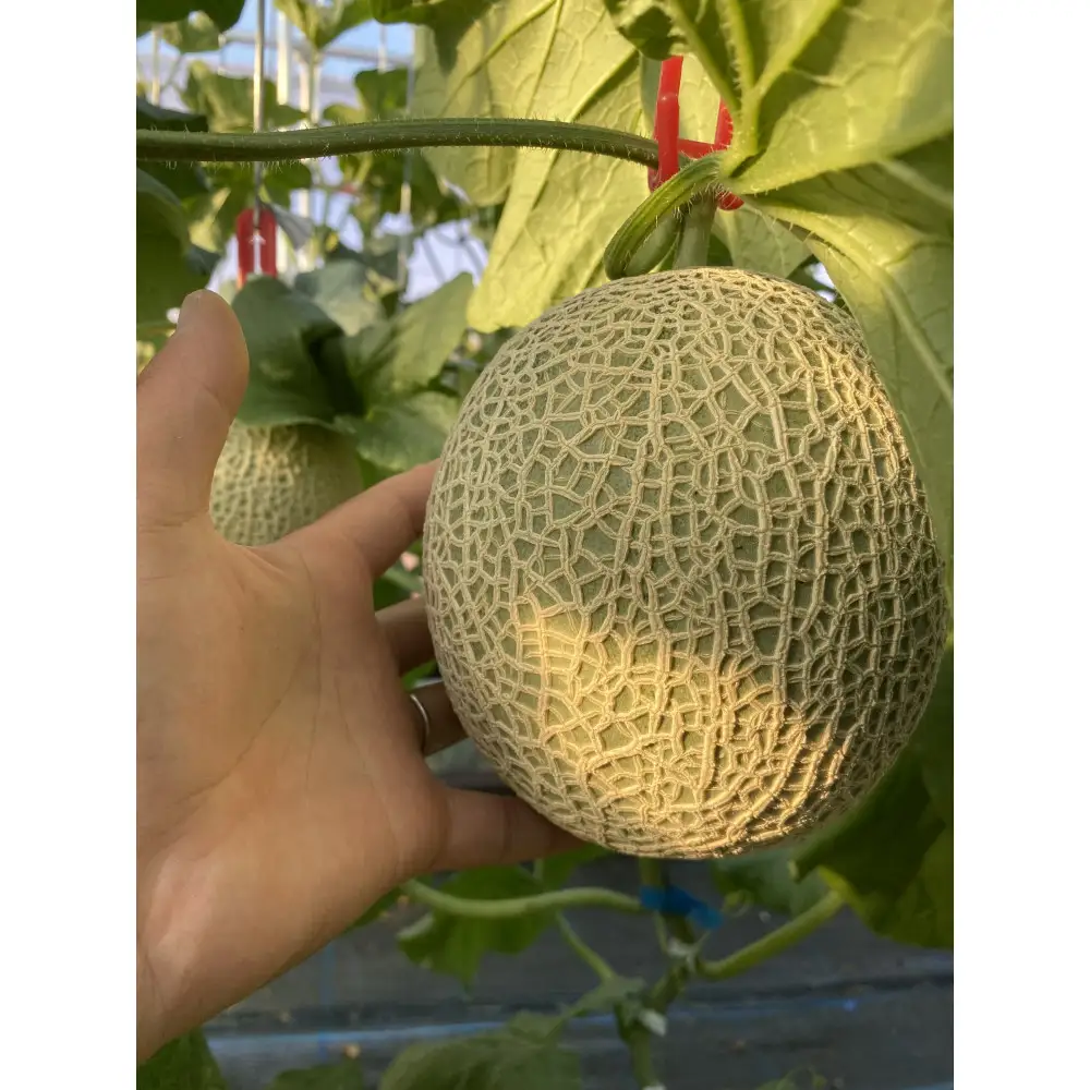 特選メロン約1.6kg×2玉 (2026年7月中旬頃から発送開始予定)