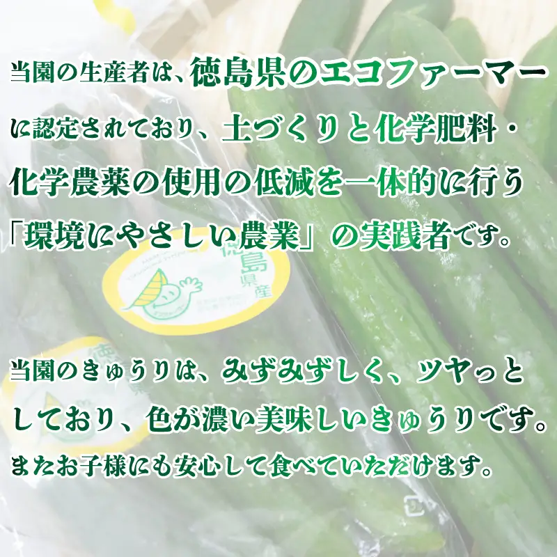 野菜 夏野菜 きゅうり 1kg  きゅうり