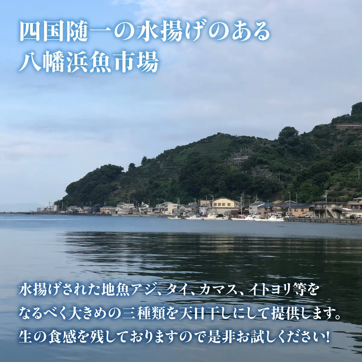 八幡浜発！竹中水産の地物の干物６枚セット（大サイズ）【22-295】YWTM109