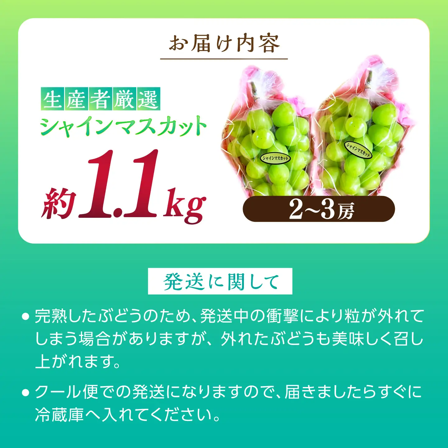 【先行予約】高知県産 生産者厳選！ シャインマスカット 約1.1kg（2～3房）〈2026年8月下旬～2026年9月末頃まで発送〉 / マスカット 果物 フルーツ デザート 【COCO葡萄園】[ATIO001]