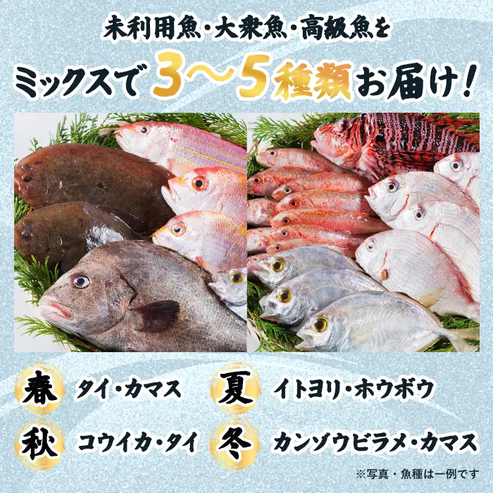 【北海道・離島配送不可】漁師直送！朝獲れ 季節の 鮮魚 詰め合わせ (上) (合計2kg以上・3～5種) 下処理済み 大衆魚 高級魚 未利用魚 冷蔵 BOX ボックス イカ 鯛 海鮮 魚介 食べ比べ 詰合せ 宮崎県産 【O-11】【門川漁業協同組合】