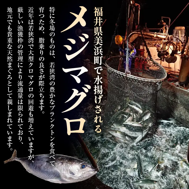 天然本マグロ (メジマグロ) 丼用カット300g（100g×3）【 鮪 海鮮 】 [m36-a039]