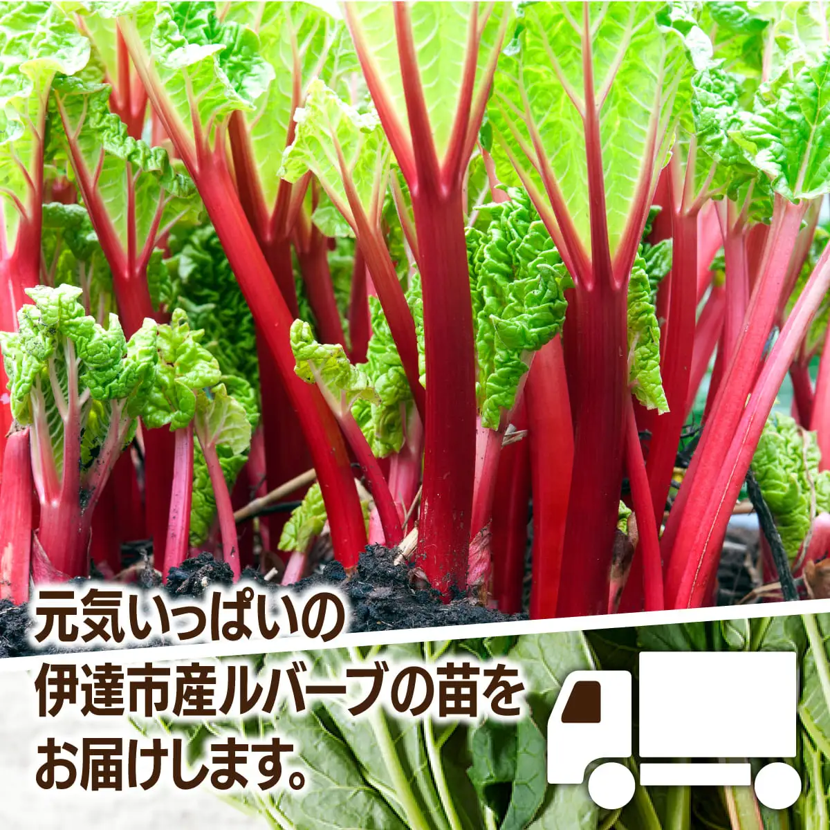 北海道 伊達市産 ルバーブ(苗) 6本｜国産 野菜 ジャム パイ お菓子作り 家庭菜園【kzh-021】