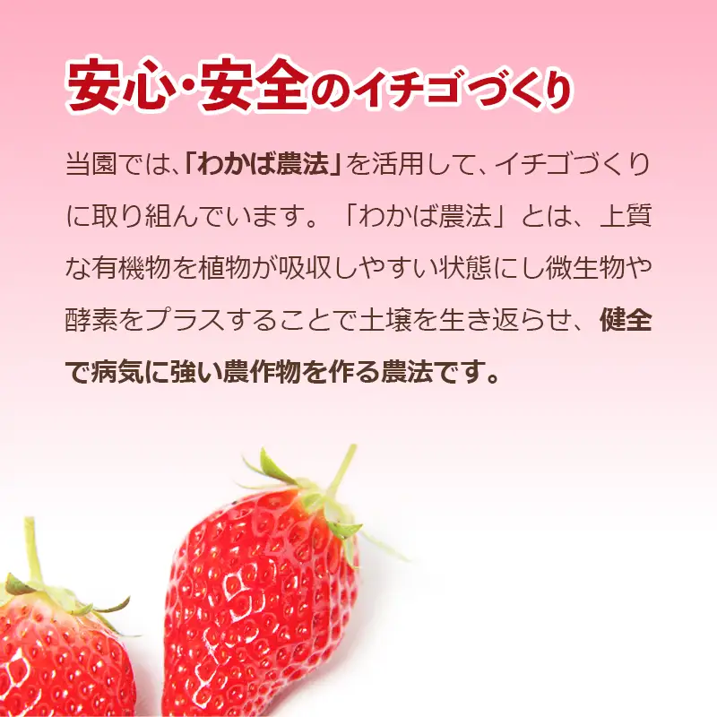 鳥取産いちご　章姫　あきひめ　DX　1kg以上　甘くて大きく美味しい　とみハウス【期間･数量限定】_T2600528
