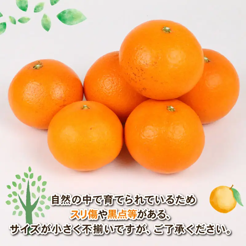 訳あり 愛果48号 ( 紅プリンセス と同品種) 紅プリンセス 約4kg Shirai.agrifarm B020-115012