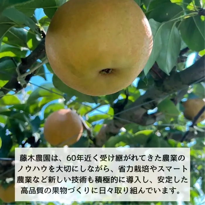 南水 3kg箱