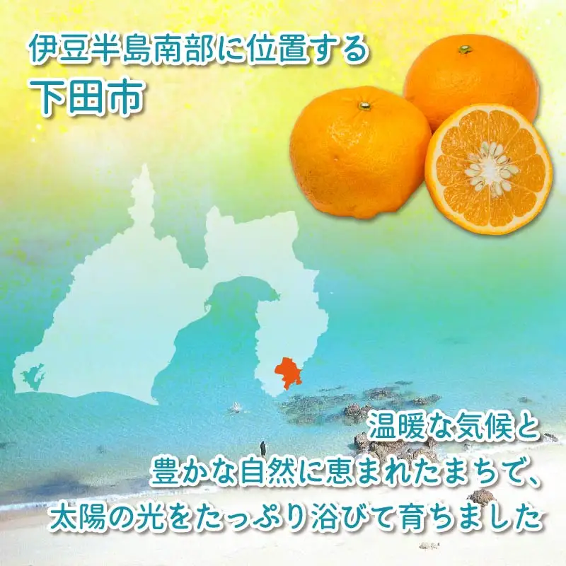 甘夏 10kg 先行予約 柑橘 みかん オレンジ あまなつ 静岡 伊豆 下田