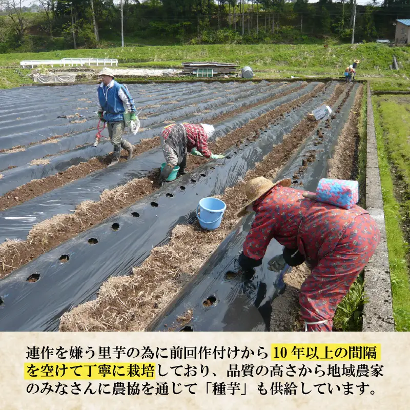 【先行予約】勝山市てらお産 かつやま里芋 5kg×1箱（サイズM～LL混合） ※2026年11月上旬より順次発送 [A-041006]