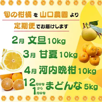  年 4回 訳あり 定期便 旬の柑橘 愛媛県 愛南町 定期便 （ まどんな ・ 文旦 ・ 甘夏 ・ 河内晩柑 ） 60,000円 四季 の 味覚 を 満喫 フルーツ サブスク 産地直送 農家直送 旬 詰め合わせ セット 食べ比べ ギフト プレゼント 贈り物 紅まどんな 愛果28号 ぶんたん あまなつ 愛南ゴールド 和製グレープフルーツ 愛媛県 愛南町 山口農園