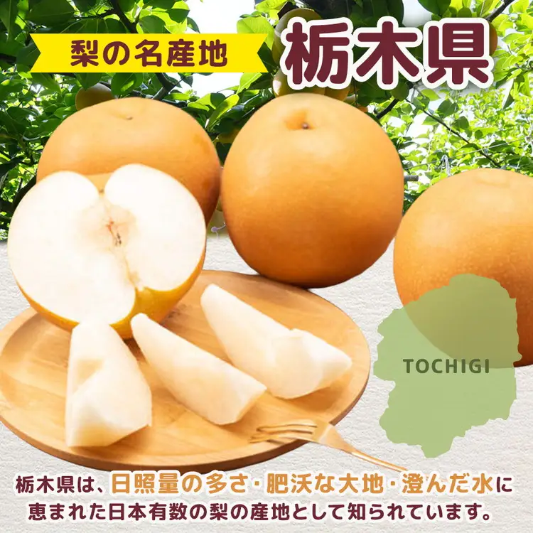 【先行予約】栃木の梨 にっこり 5kg | 梨 秋の味覚 果物 くだもの フルーツ ※2026年10月～発送