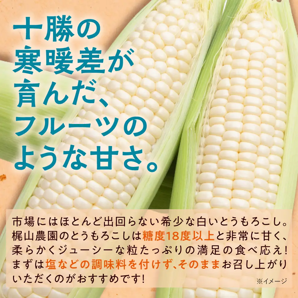 先行受付！【2026年8月中旬頃～発送開始！】北海道十勝清水町産 希少品種！ 白いとうもろこし 雪の妖精 サイズ混合 10本 産地直送 スイートコーン 朝どれ フルーツのような甘さ_S041-0012-20260810