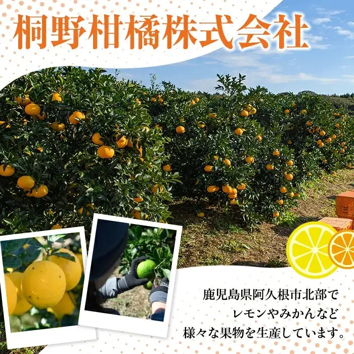 ＜先行予約受付中！2027年2月以降順次発送予定＞訳あり 清見(約5kg) 国産 鹿児島県 阿久根市 果実 果物 フルーツ 柑橘 みかん ミカン きよみ 訳アリ 期間限定 数量限定 【桐野柑橘株式会社】akn070-20