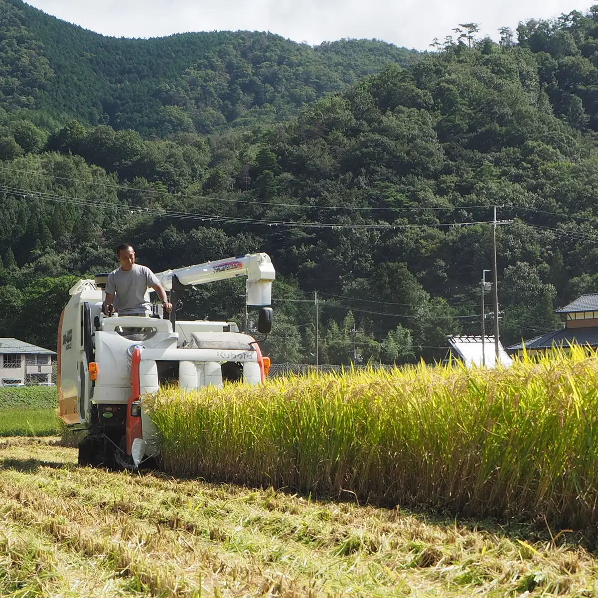《8月下旬より出荷予定》[令和8年度産] 高齢者の田んぼを受け継ぐ若手後継者「塚原さんのキヌヒカリ」精米5kg | 米 新米 キヌヒカリ 単一原料米 ふっくら あっさり 和食 お弁当 おにぎり | 大阪府 能勢町 送料無料