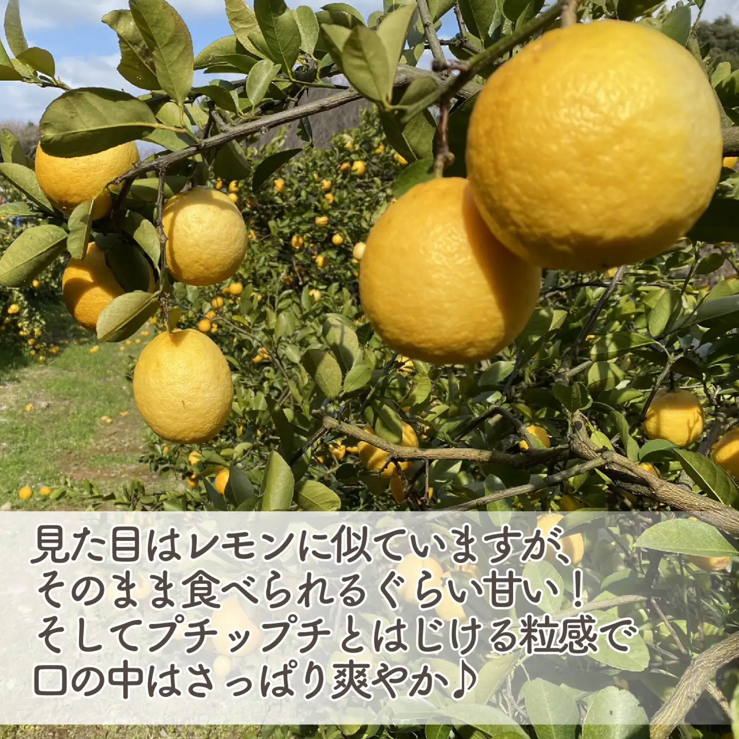 レモネード 柑橘 約 2kg 産地直送 沼津 柑橘
