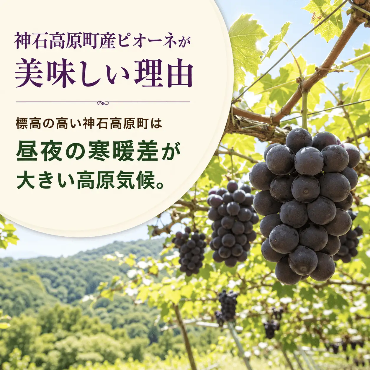 ＜訳あり＞ 家庭用ピオーネ 約1kg｜味はそのまま・ご家庭用におすすめ（チルド配送）《9月中旬-10月下旬出荷予定》期間限定 フルーツ 果物 ぶどう ブドウ 神石高原町 広島県